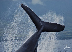 A fluke shot of a Humpback Whale off Lahaina, Maui. These... by Steven Anderson 
